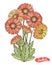 Gerberas of red, orange, pink, yellow isolated on a white background. Botanical vintage illustration. Vector isolated object. Set