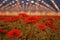 Gerberas under growthlight in modern dutch greenhouse.