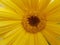 Gerberas yellow flower isoated in white background