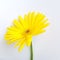 Gerberas yellow flower isoated in white background