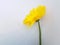 Gerberas yellow flower isoated in white background