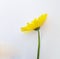 Gerberas yellow flower isoated in white background