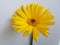 Gerberas yellow flower isoated in white background