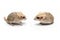Gerbil fat tail on isolated background