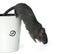 Gerbil jumping from a cup