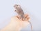 Gerbil mouse in human hand Meriones unguiculatus