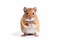 Gerbil photo realistic illustration - Generative AI.