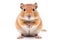 Gerbil photo realistic illustration - Generative AI.