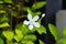 Gerdenia Crape Jasmine flower, white flower.
