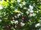 Gerdenia Crape Jasmine under natural sunlight with authentic outdoor background