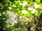 Gerdenia Crape Jasmine under natural sunlight with authentic outdoor background