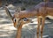 Gerenuk