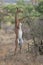 Gerenuk