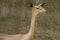 Gerenuk 6