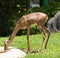 Gerenuk - Also known as the giraffe-necked antelope