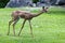 Gerenuk - Also known as the giraffe-necked antelope