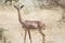 A Gerenuk in Amboseli National Park in Kenya