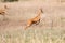 Gerenuk Antelope leaping through the air