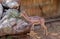 Gerenuk antelope, Litocranius walleri