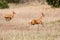 Gerenuk Antelope on the Run