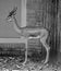 The gerenuk or garanuug also known as the giraffe gazelle,
