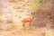 Gerenuk or giraffe gazelle near bushes at savannah