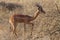 Gerenuk giraffe-necked antelope, Kenya