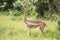 Gerenuk, Giraffengazelle in Tsavo West National Park, Kenya, Africa