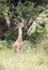 Gerenuk, Giraffengazelle in Tsavo West National Park, Kenya, Africa