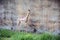 Gerenuk, or jiratova Gazelle