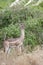 Gerenuk (Litocranius walleri).