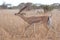 Gerenuk (Litocranius walleri).