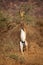 Gerenuk - Litocranius walleri also giraffe gazelle, long-necked antelope in Africa, long slender neck and limbs, standing on hind