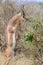 Gerenuk in National park of Kenya