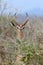 Gerenuk in National park of Kenya