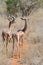 Gerenuk in National park of Kenya