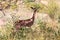 A gerenuk between the plants in the savannah