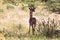 A gerenuk between the plants in the savannah