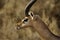 Gerenuk profile