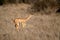 Gerenuk runs past bushes in sunny savannah