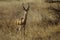 Gerenuk, Samburu