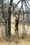 Gerenuk in the savannah