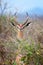 Gerenuk standing upright to reach leaves
