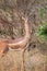 Gerenuk standing upright to reach leaves