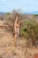 Gerenuk standing upright to reach leaves