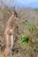 Gerenuk Standing Upright to Reach Leaves