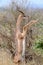 Gerenuk Standing upright to Reach Leaves