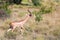 A Gerenuk walks in the grass through the savannah