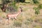 A Gerenuk walks in the grass through the savannah