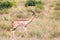 A Gerenuk walks in the grass through the savannah